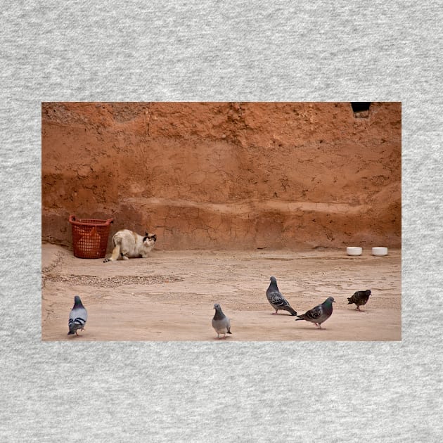Maroc - Chat et pigeons by rollier